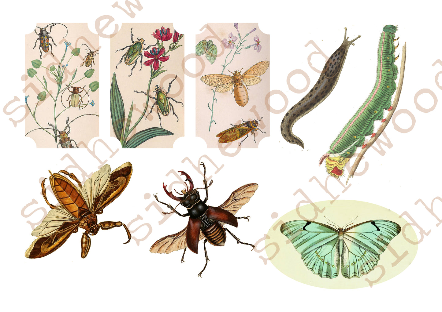 bugs & beasties - digital download (printable file)