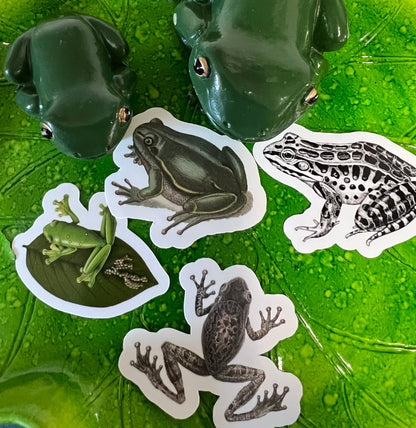 Frogs - 10 x stickers