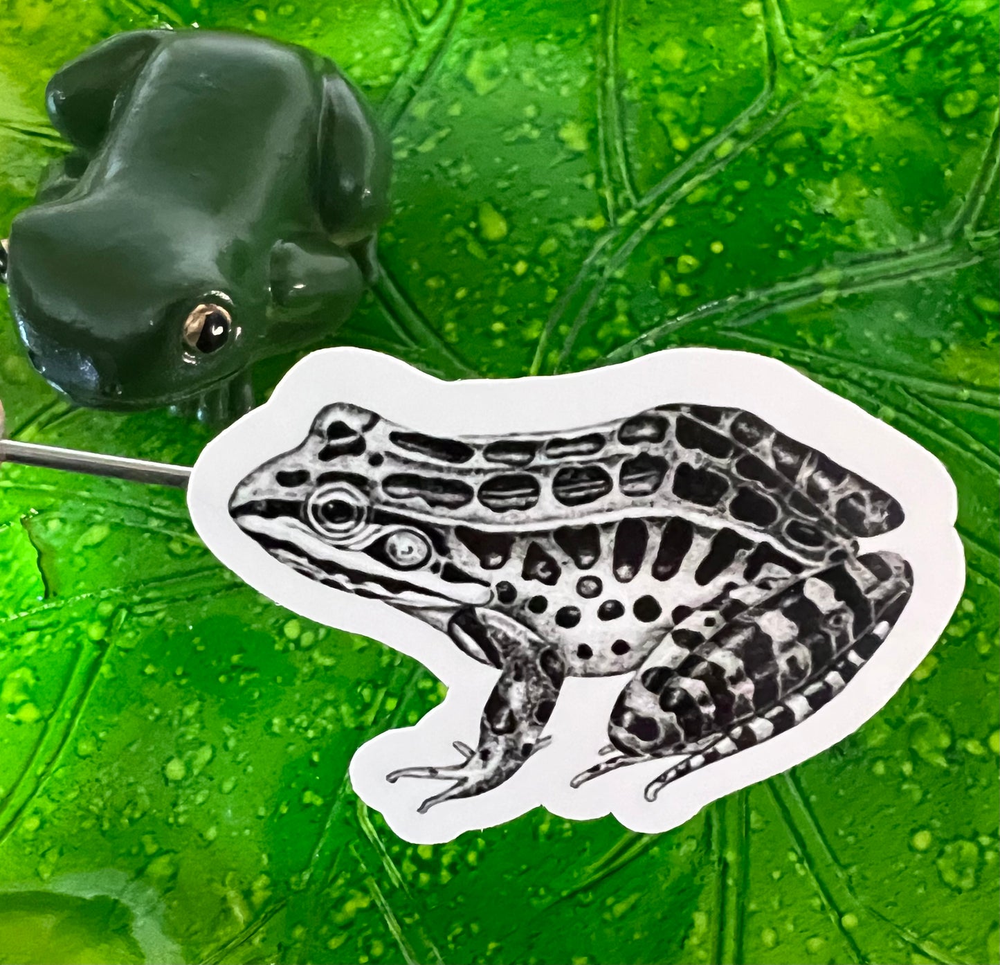 Frogs - 10 x stickers