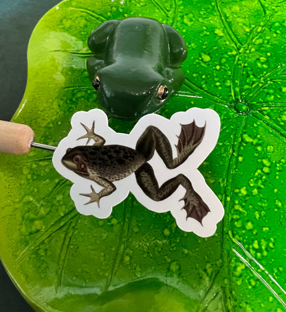 Frogs - 10 x stickers